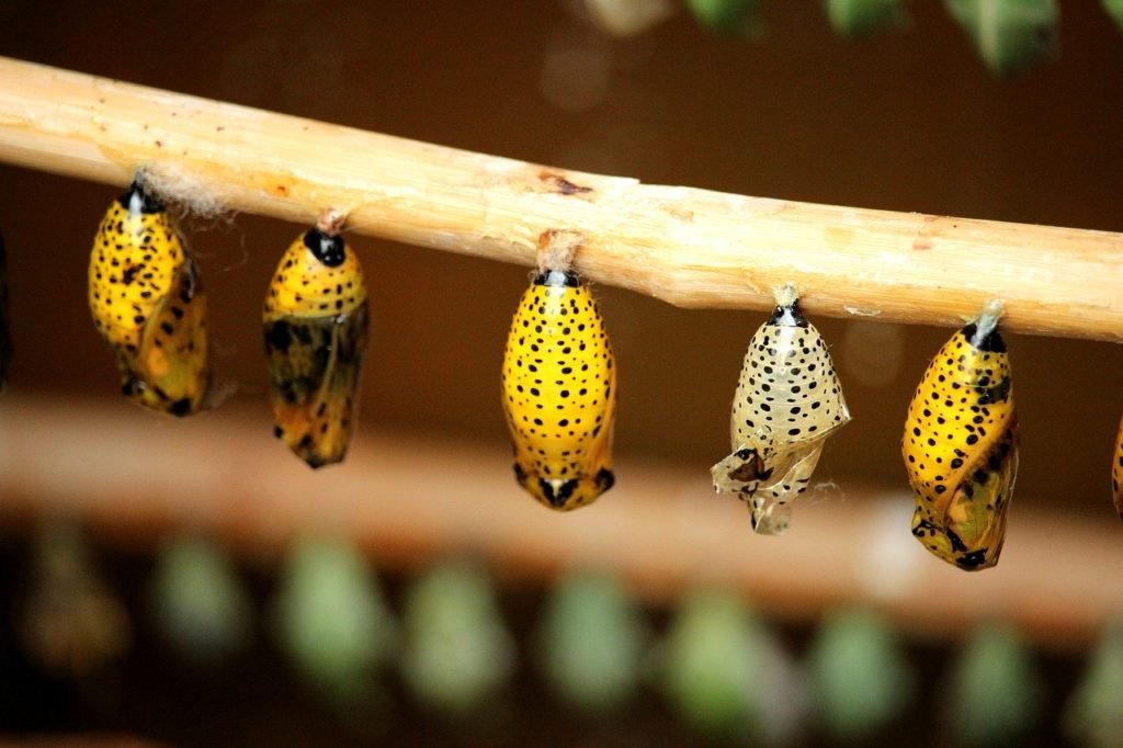 cocoon, butterfly, insect