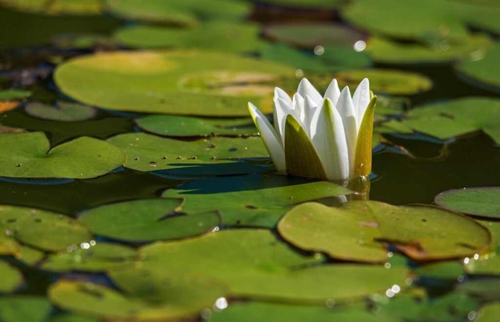 white water lily, flower, plant, flower background, white water rose, water lily, white flower, bloom, lily pads, leaves, beautiful flowers, aquatic plant, pond, water, flower wallpaper, nature, closeup-5087465.jpg