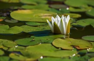 white water lily, flower, plant, flower background, white water rose, water lily, white flower, bloom, lily pads, leaves, beautiful flowers, aquatic plant, pond, water, flower wallpaper, nature, closeup-5087465.jpg